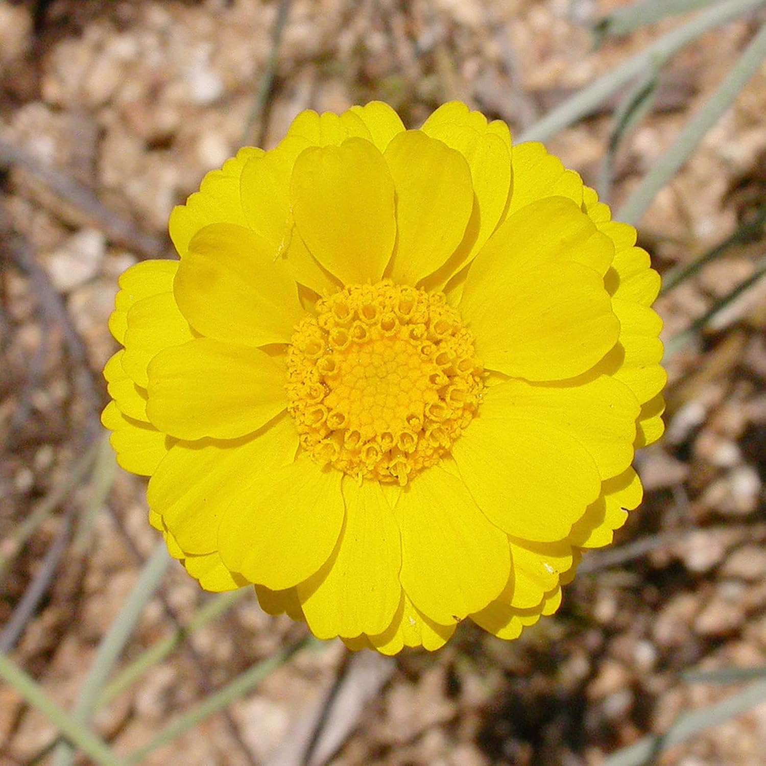 Desert Marigold Seeds - Baileya Multiradiata Perennial, Butterfly Attractor, Deer Resistant, Drought Tolerant, Ideal for Rock Gardens & Containers - 500 Pcs