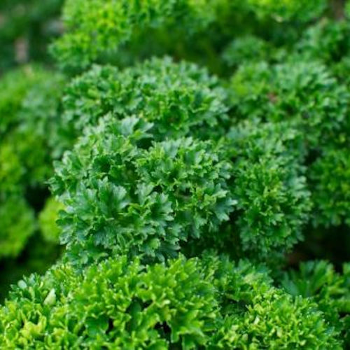 Triple Curled Parsley Seeds – Heirloom, Non-GMO, Fast-Growing Herb for Culinary & Garden Use