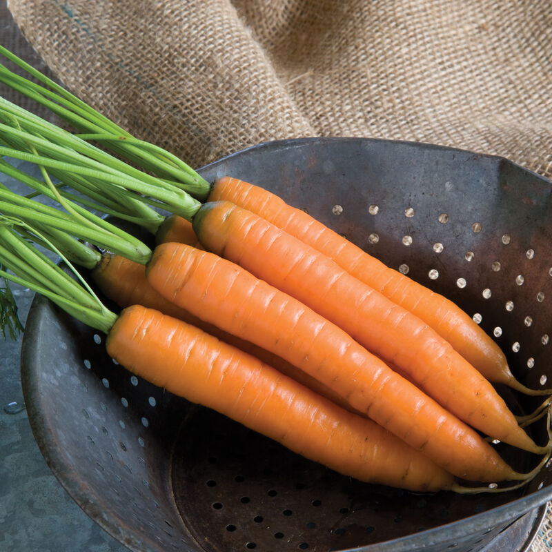 Yaya Carrot Seeds – Premium Quality, Sweet & Crisp Hybrid Carrots