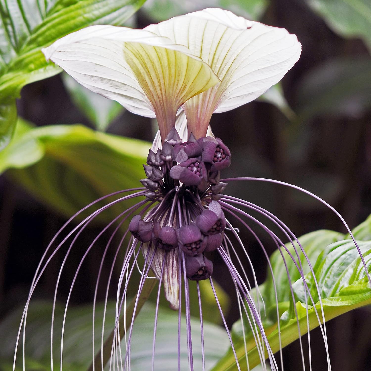 Tacca Integrifolia White Batflower Seeds - Tropical Ornamental, GMO-Free, Ideal for Indoor Containers - 5 Pcs