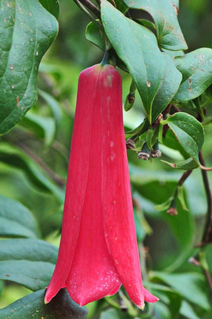 LAPAGERIA ROSEA - Graines de qualité supérieure pour la beauté florissante et l'élégance délicate de votre jardin !