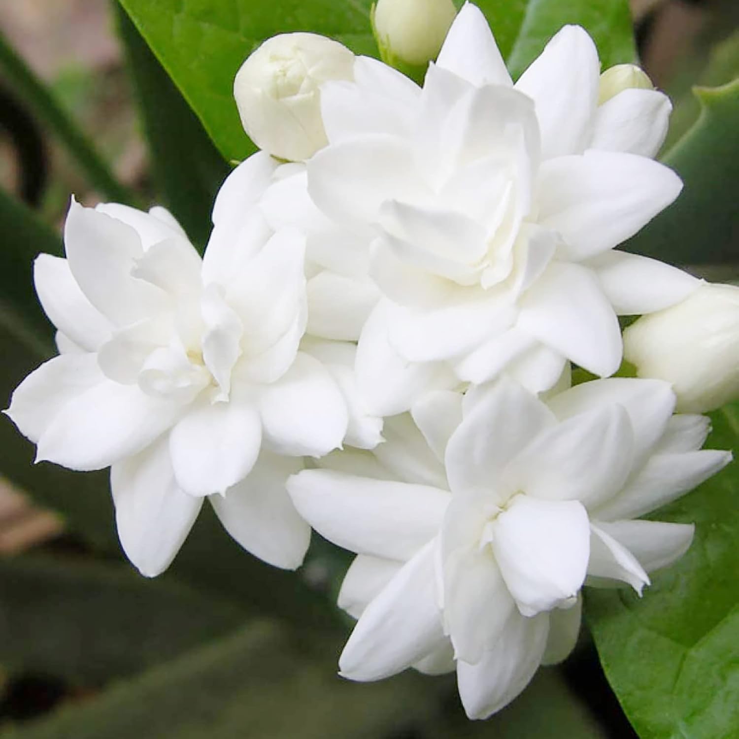 Graines de jasmin d'Arabie à planter - Jasminum Sambac, arbuste grimpant parfumé à feuilles persistantes pour terrasse, jardin et conteneurs