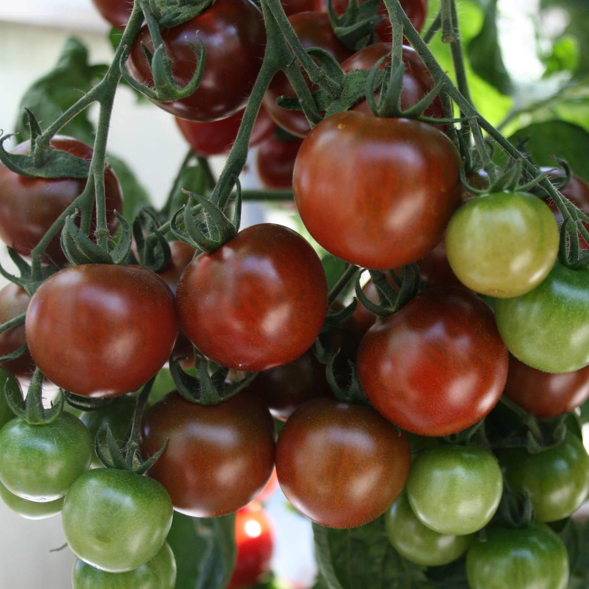 Tomato Memorabilia Seeds - Organic Perennials