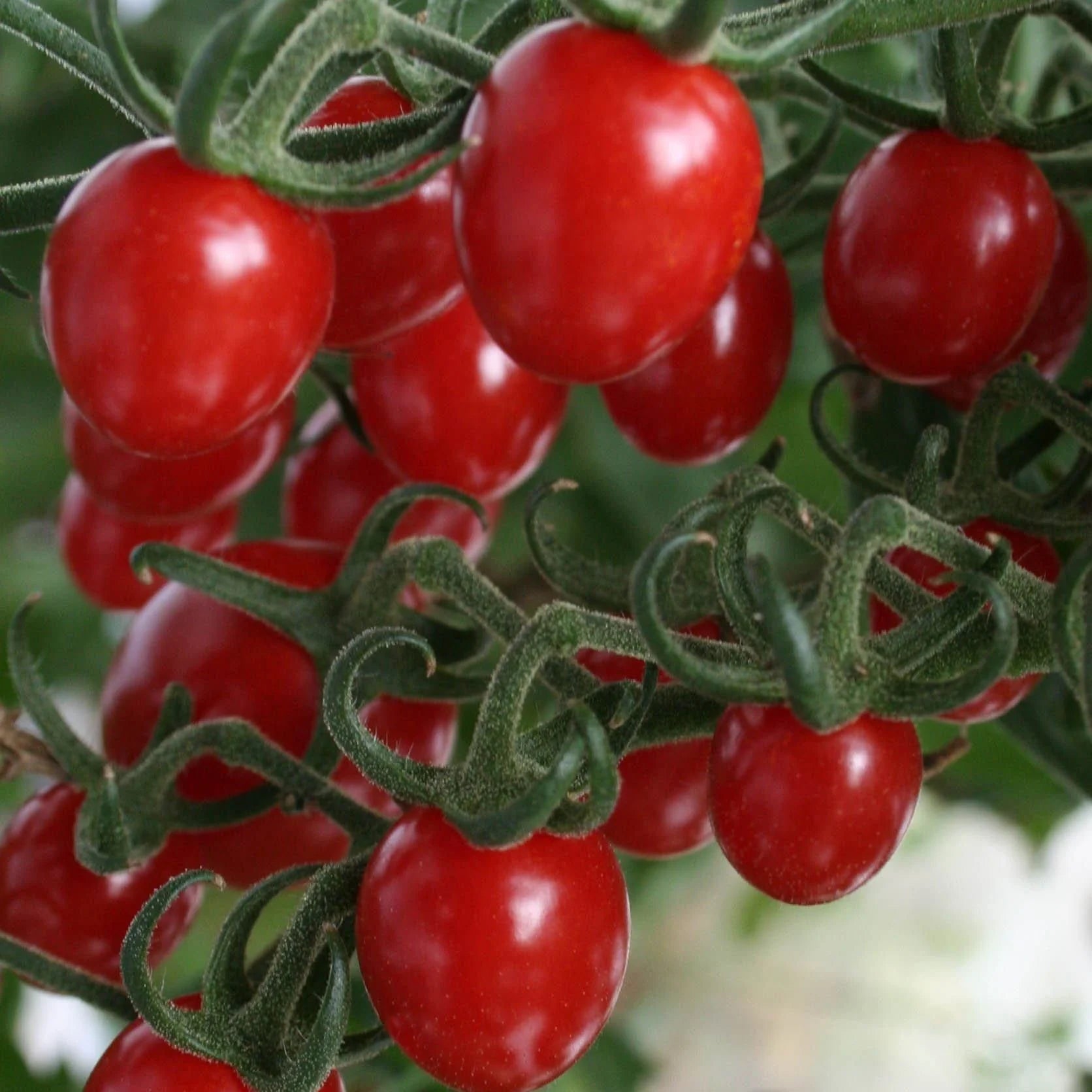 Tomato LIZZIE BELL Vegetable seeds, offering a delightful opportunity to grow flavorful