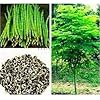 Moringa Seeds Organic PKM1 Variety - Large Size Malunggay, Shobhanjana, Miracle Tree, Drumstick Tree | Non-GMO 50 pcs