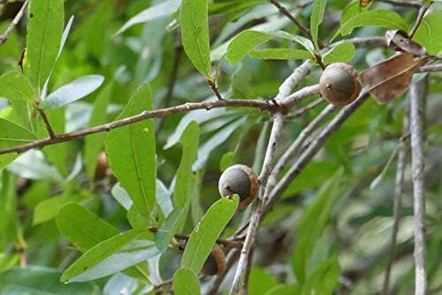 Laurel Oak Tree Seeds (Acorns)20 Pieces