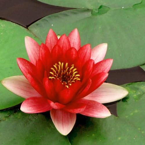 Red Lotus Flower Seeds for Planting