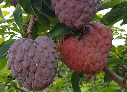 Red Sugar Apple Seeds | Sugar Apple, Sweetsop | Sweet, Custard-Like Flesh | Soft Texture & Aromatic Flavor | Ideal for Culinary Uses | 10 Pcs Seeds