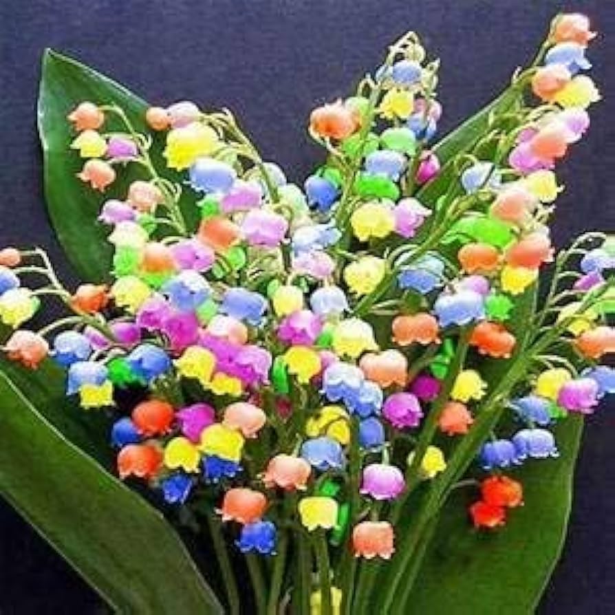 "Bag Bell Orchid Flower Seeds, Planting - 100 pcs" - Flower seeds