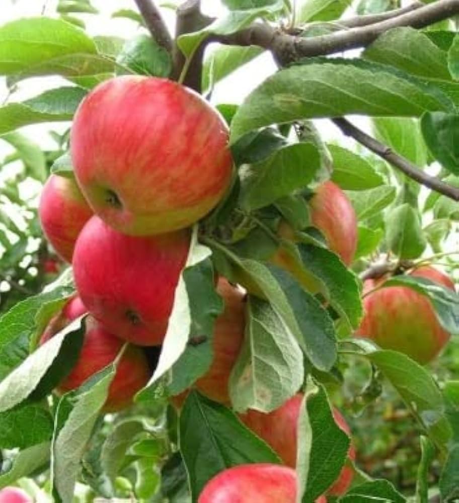 Honeycrisp Apple Seeds for Planting – Grow Crisp & Juicy Apple Trees