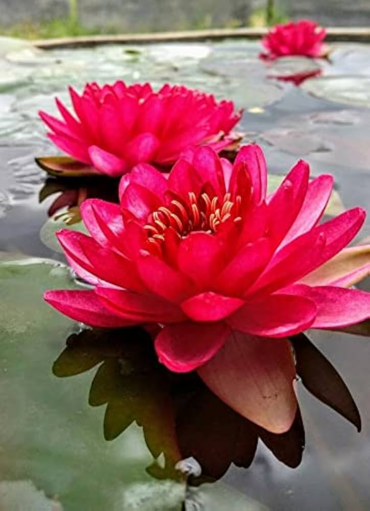 Red Lotus Flower Seeds for Planting - 100 pcs - Flower seeds