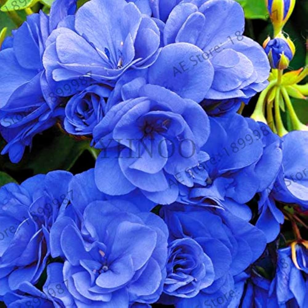 "Geranium Flower Seeds, Planting, 100 pcs" - Flower seeds