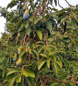 Gesunde Hass-Avocadosamen zum Anpflanzen – 2 bis 3 Fuß hoch – Obstbaum für den Garten – 1 Stück