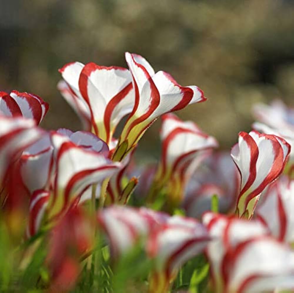 Candy Cane Sorrel Flower Seeds (Oxalis Versicolor) for Planting - 100 pcs - Flower seeds