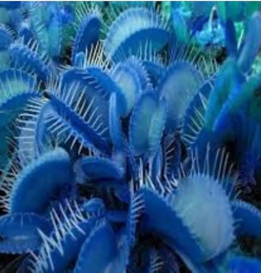 Blaue Venusfliegenfalle Samen - Dionaea Muscipula, hitzebeständig, gentechnikfrei, für den Teich im Topf, 20 Stück