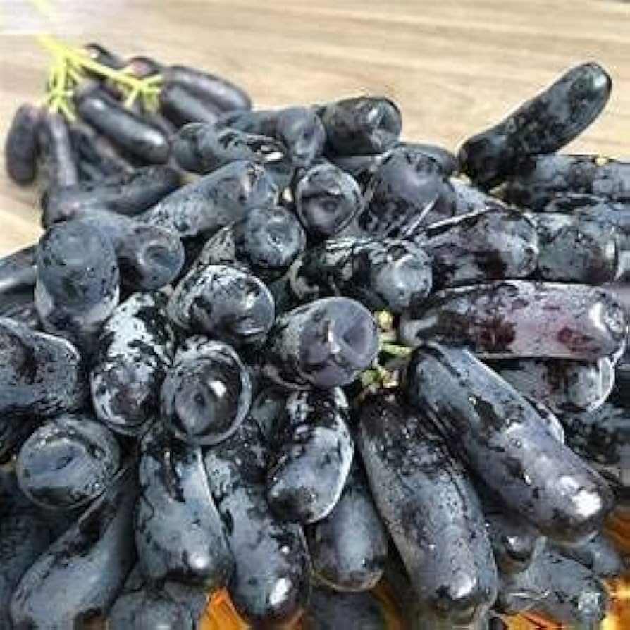 Rare Black Finger Grape Seeds - Planting - 100 pcs - Fruit Seeds