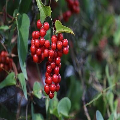 Sarsaparilla Nostrana Seeds for Planting - 100 pcs - Fruit Seeds