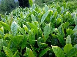 Green Tea Plant Seeds | Camellia Sinensis | Tea Plant, Tea Tree | 25 Seeds for Growing Your Own Tea