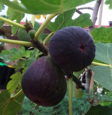 Black Madeira Fig Seeds for Planting - 100 pcs - Fruit Seeds