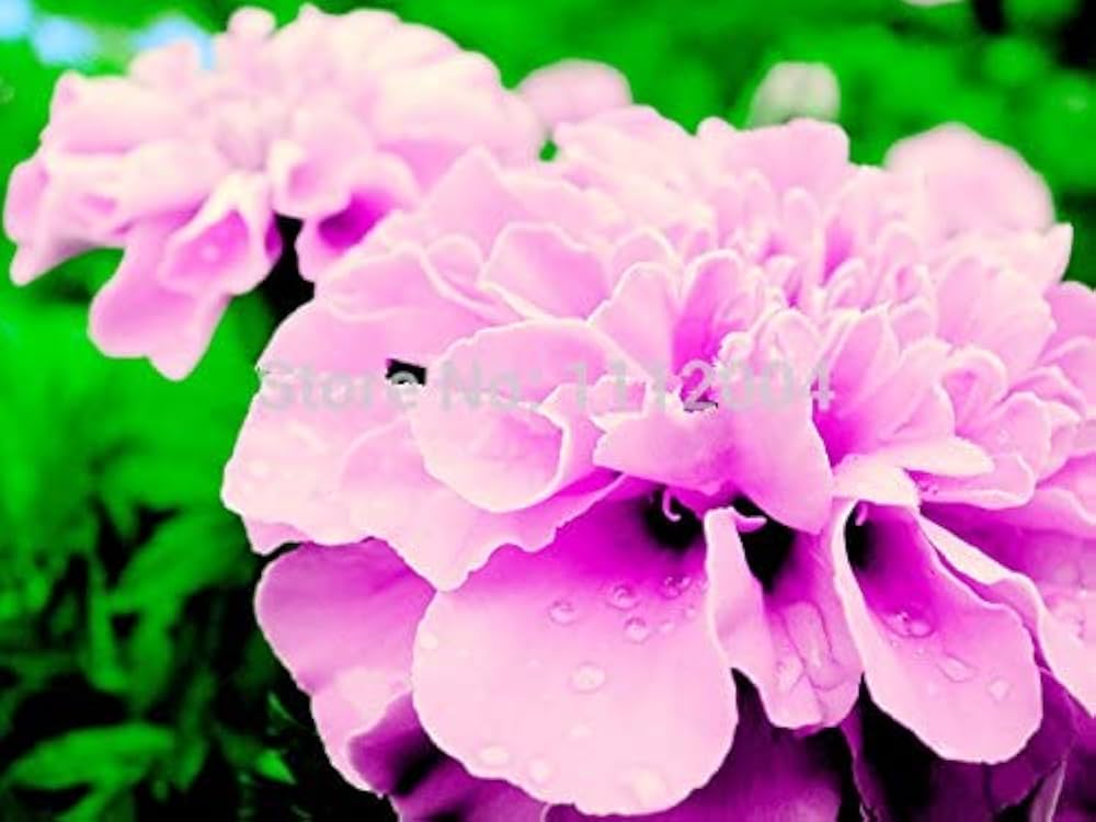 Pink Color French Marigold Seeds for Planting - 100 pcs - Flower seeds