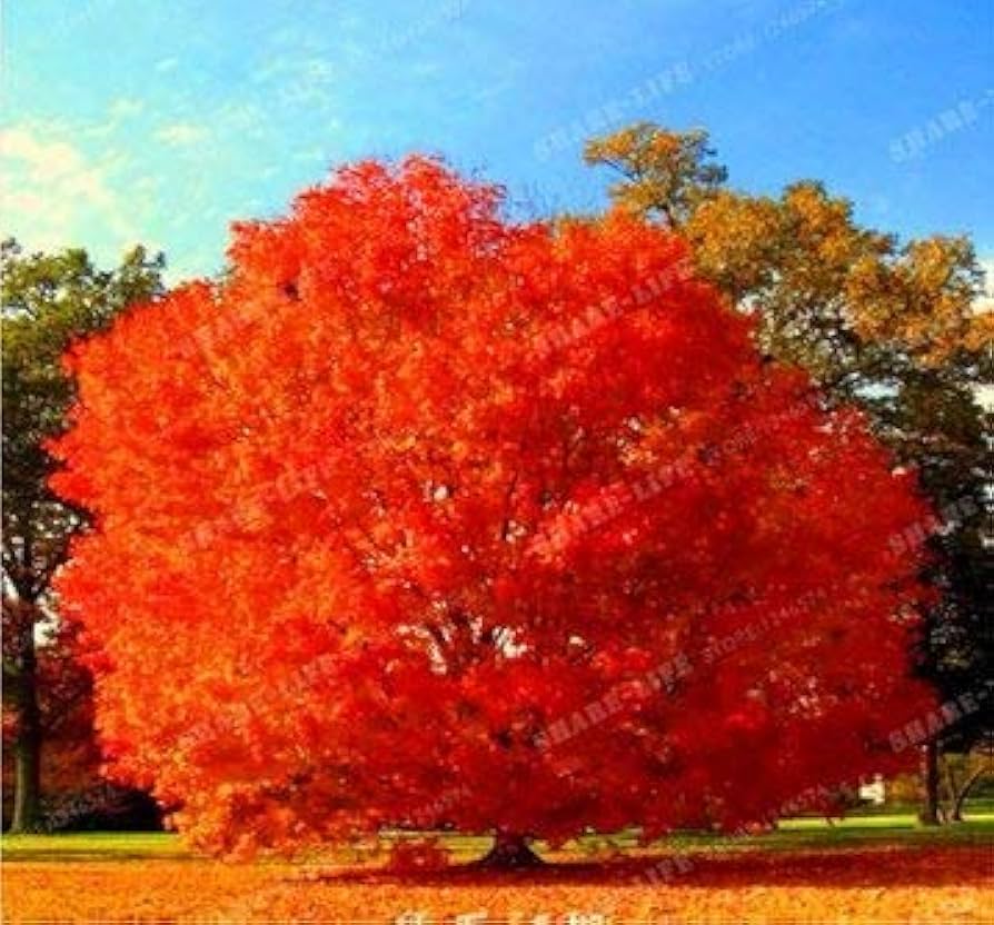 "Red Oak Tree Seeds, Planting - 100 pcs" - Plant Seeds