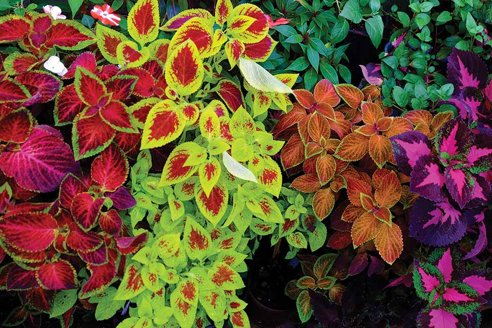 "Beautiful Coleus Flower Seeds, Planting - 100 pcs" - Flower seeds