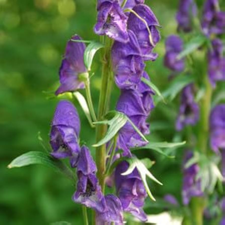 Monkshood Seeds for Planting - 100 pcs - Flower seeds