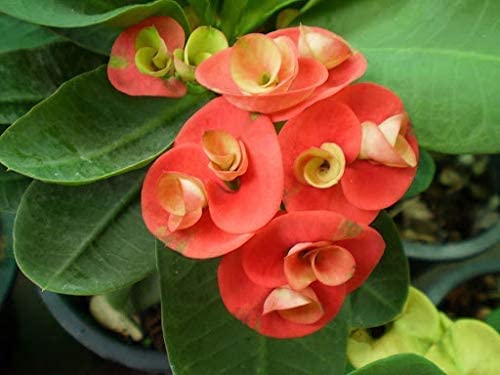 "Cactus Euphorbia Milii Flower Seeds, Planting - 100 pcs" - Flower seeds