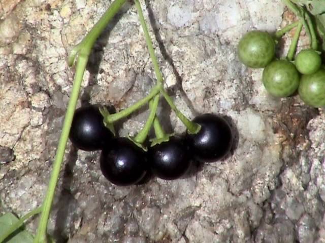 "Solanum Nigrum Berry Fruit Seeds, Planting - 100 pcs" - Fruit Seeds