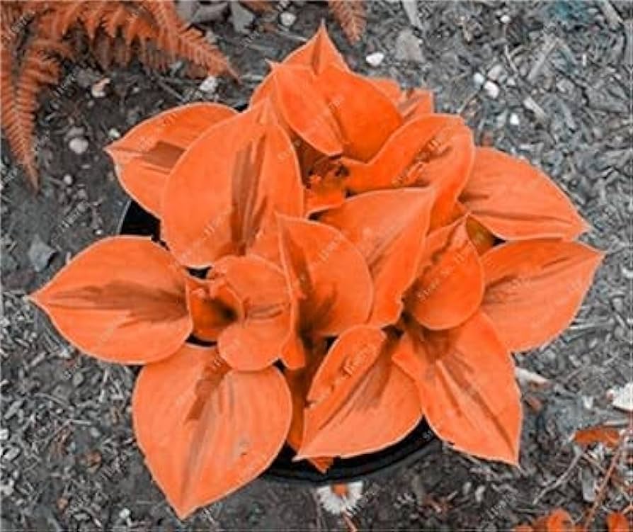 Hosta Jardin Perennials Lily Seeds for Planting - 100 pcs - Flower seeds