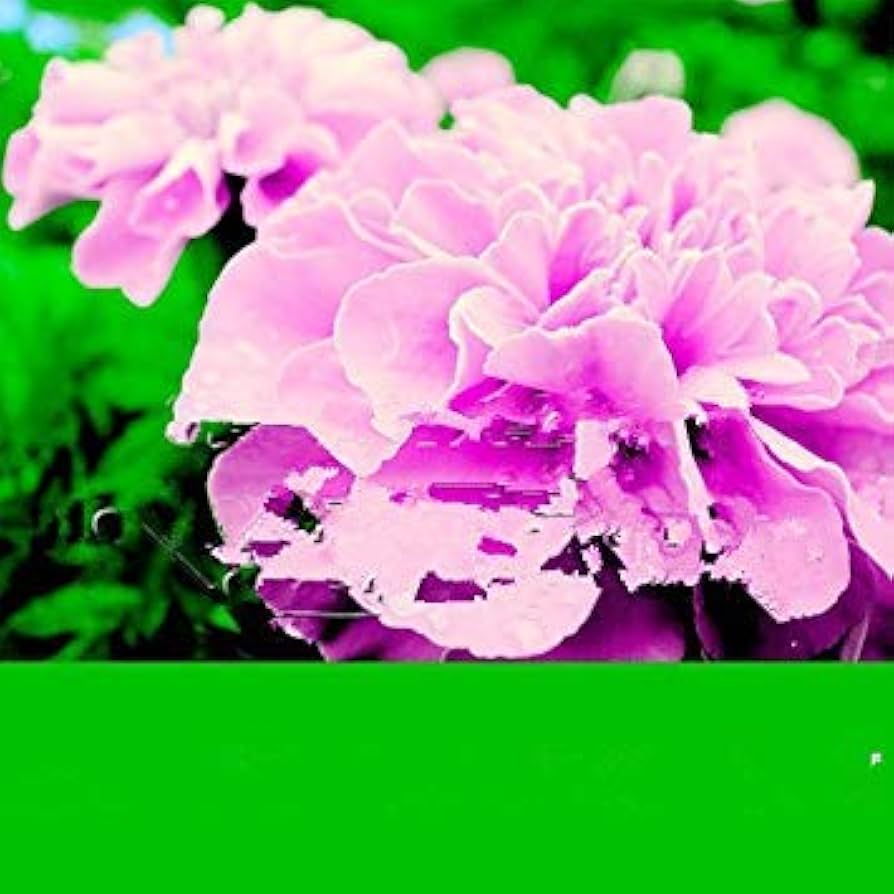 Pink Color French Marigold Seeds for Planting - 100 pcs - Flower seeds