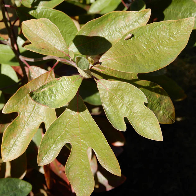 "Fragrant Sassafras Seeds, Planting - 100 pcs" - Plant Seeds