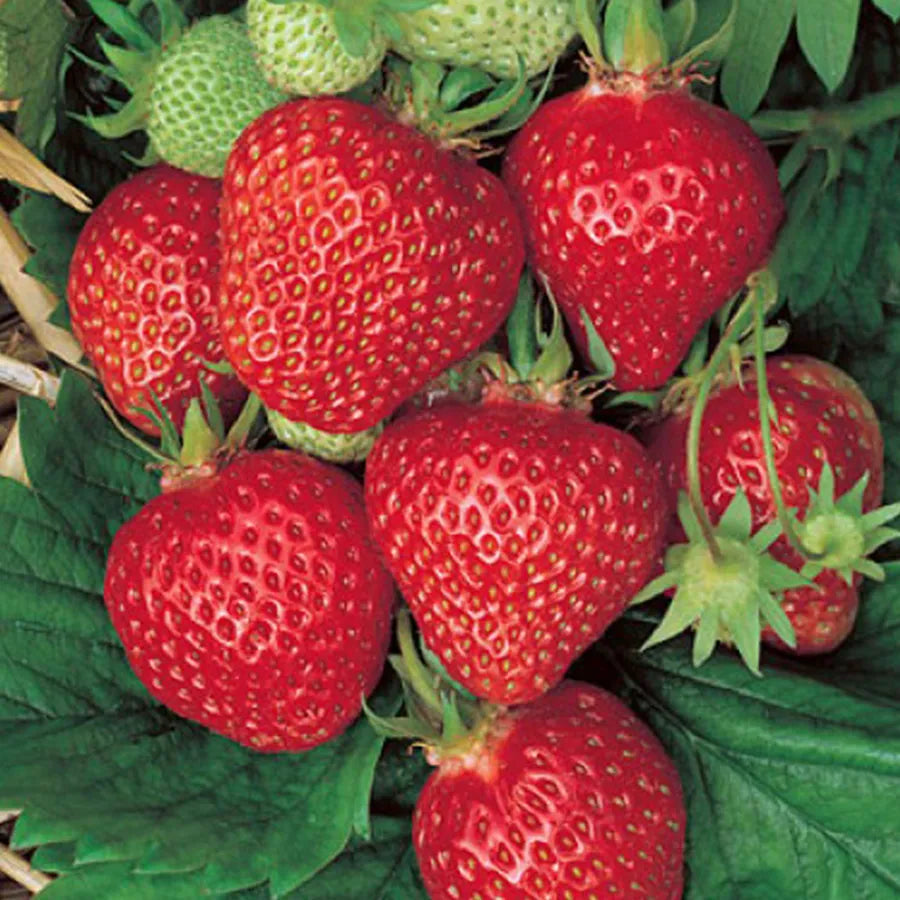 Quinault Strawberry Seeds for Planting – Everbearing, Sweet & Juicy Berries