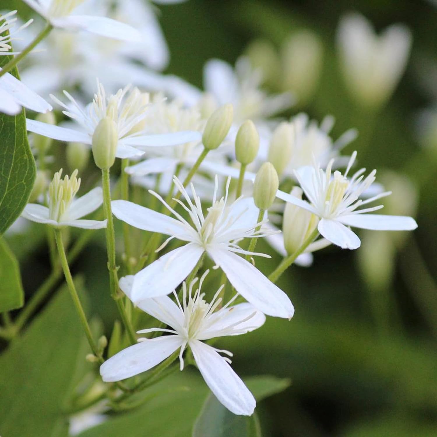 Sweet Autumn Clematis Seeds (Clematis Terniflora) Perennial Vine, Fragrant, Fast Growing for Fence, Arbor, Ground Cover