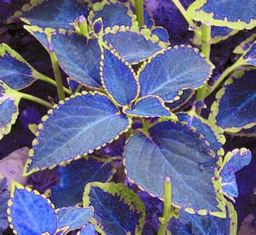 Graines de Coleus bleu-blanc - Annuelles, résistantes à la chaleur, attractives pour oiseaux et colibris pour plates-bandes, bordures, patios, conteneurs, intérieur et extérieur - 100 pièces