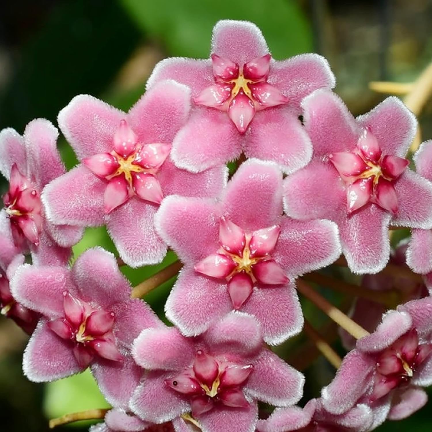 Hoya Carnosa Seeds (Wax Plant) - Attractive Waxy Foliage, Unique Growth Habit, Fragrant Star-Shaped Flowers, Low-Maintenance Houseplant for Hanging Basket - 100 Pieces