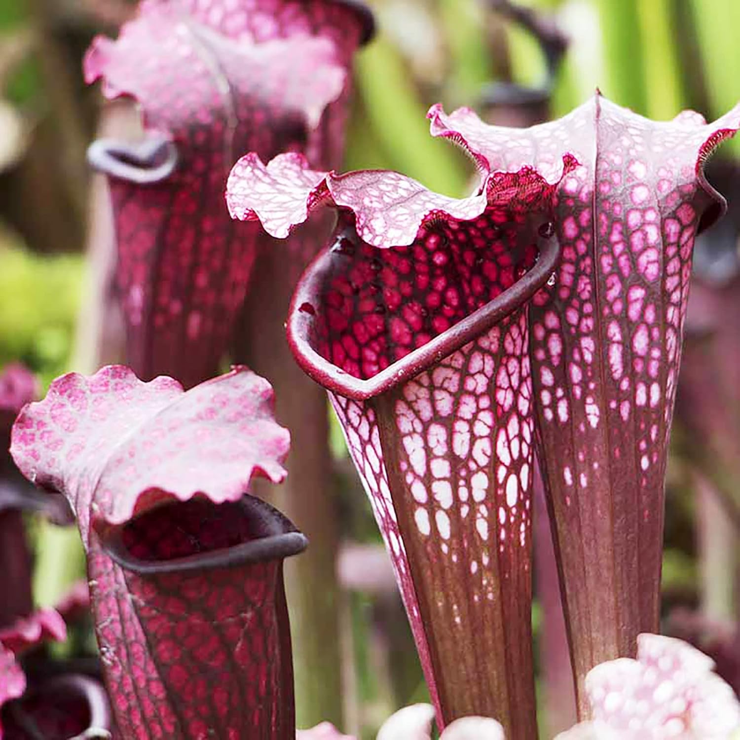 Sarracenia Purpurea Seeds - Purple Pitcher Plant, Unique Pitcher-Shaped Leaves, Attracts Pollinators, Thrives in Nutrient-Poor Wetlands, Garden Outdoor - 25 Pcs