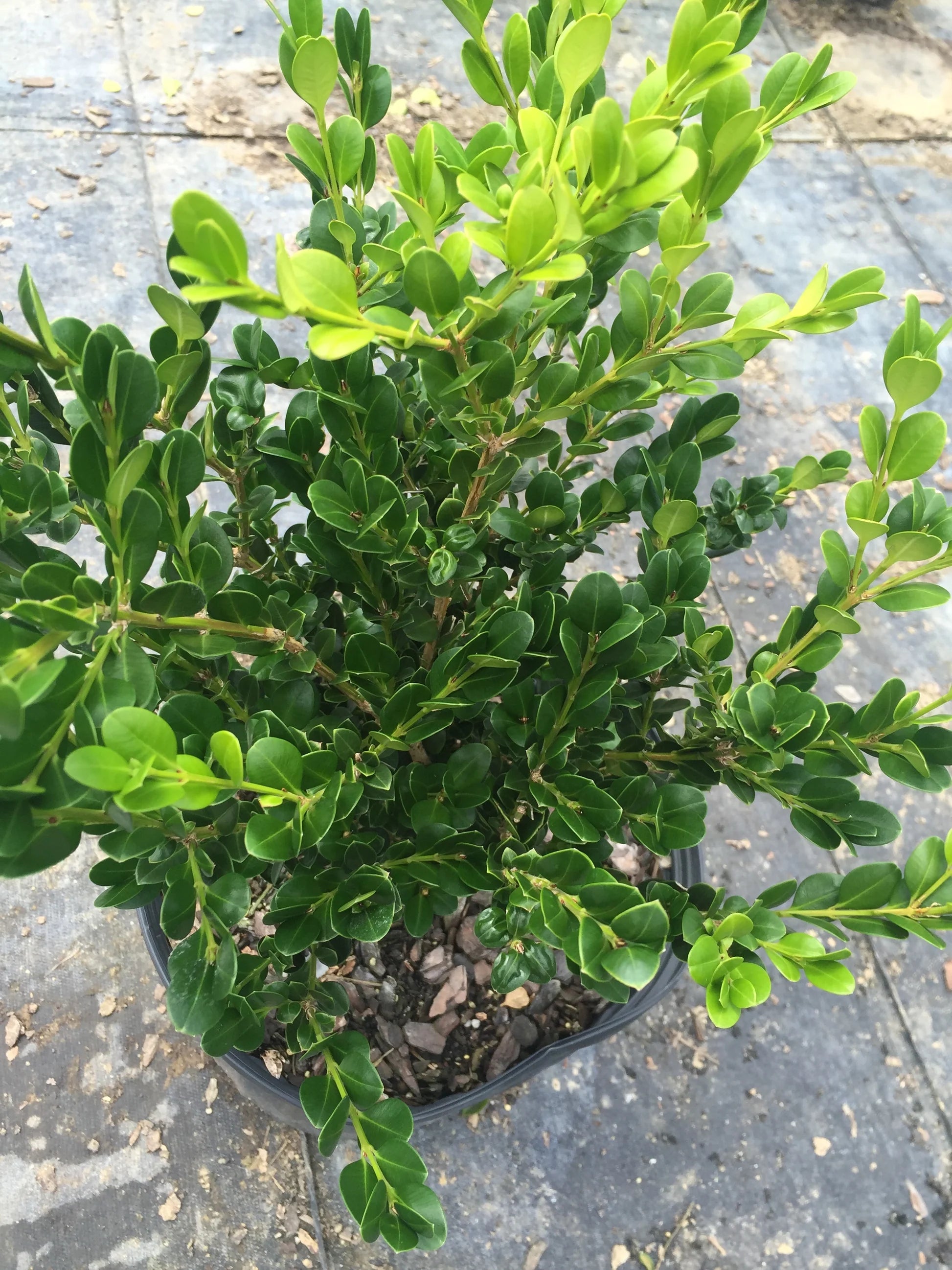 Wintergrüne japanische Buchsbaum-Heckensamen (Buxus microphylla)