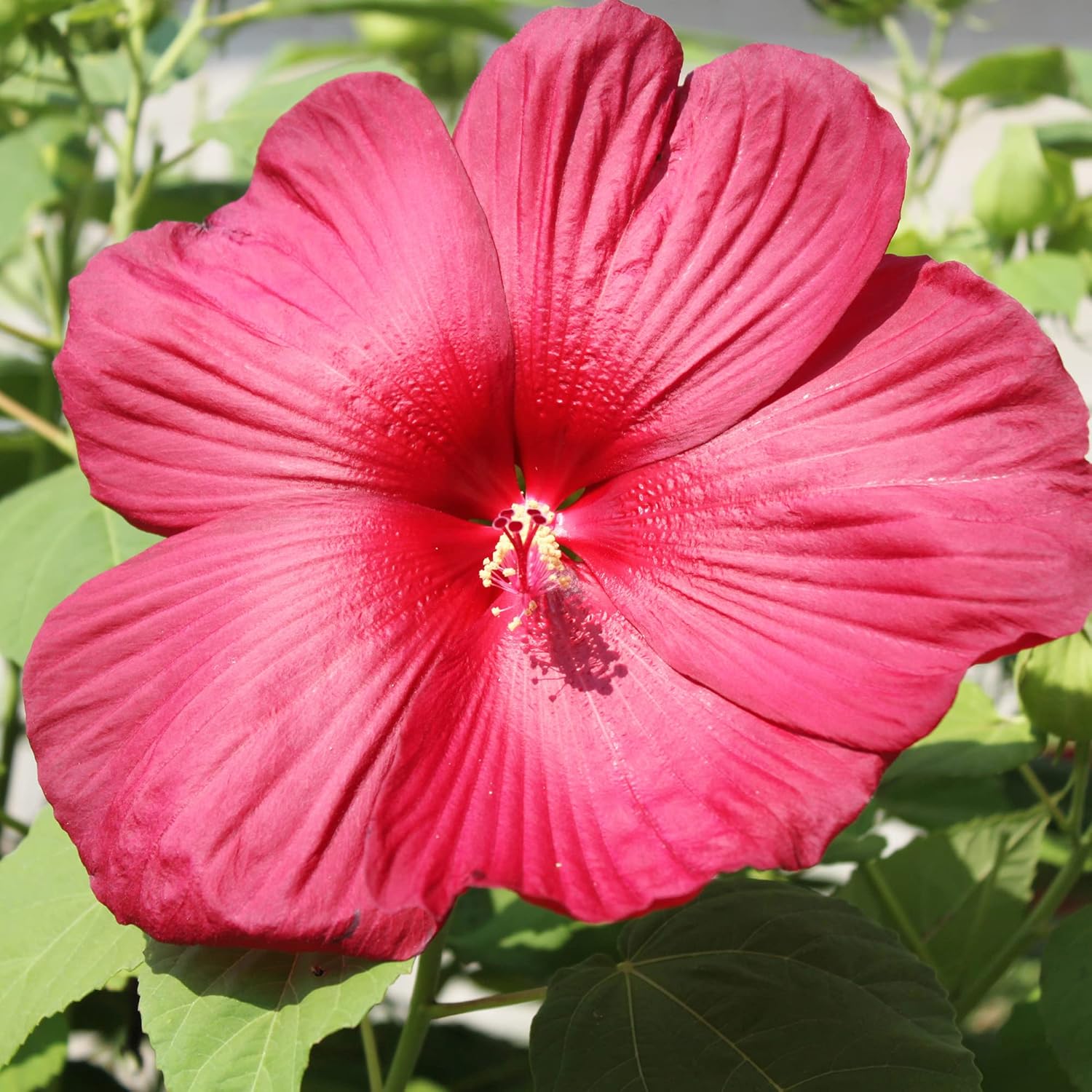 Hibiscus Moscheutos Samen - Winterharter Hibiskus, Sumpfrose, mehrjährige Blütenpflanze für Gartenbeete, zieht Bienen, Schmetterlinge und Kolibris an - 25 Stück