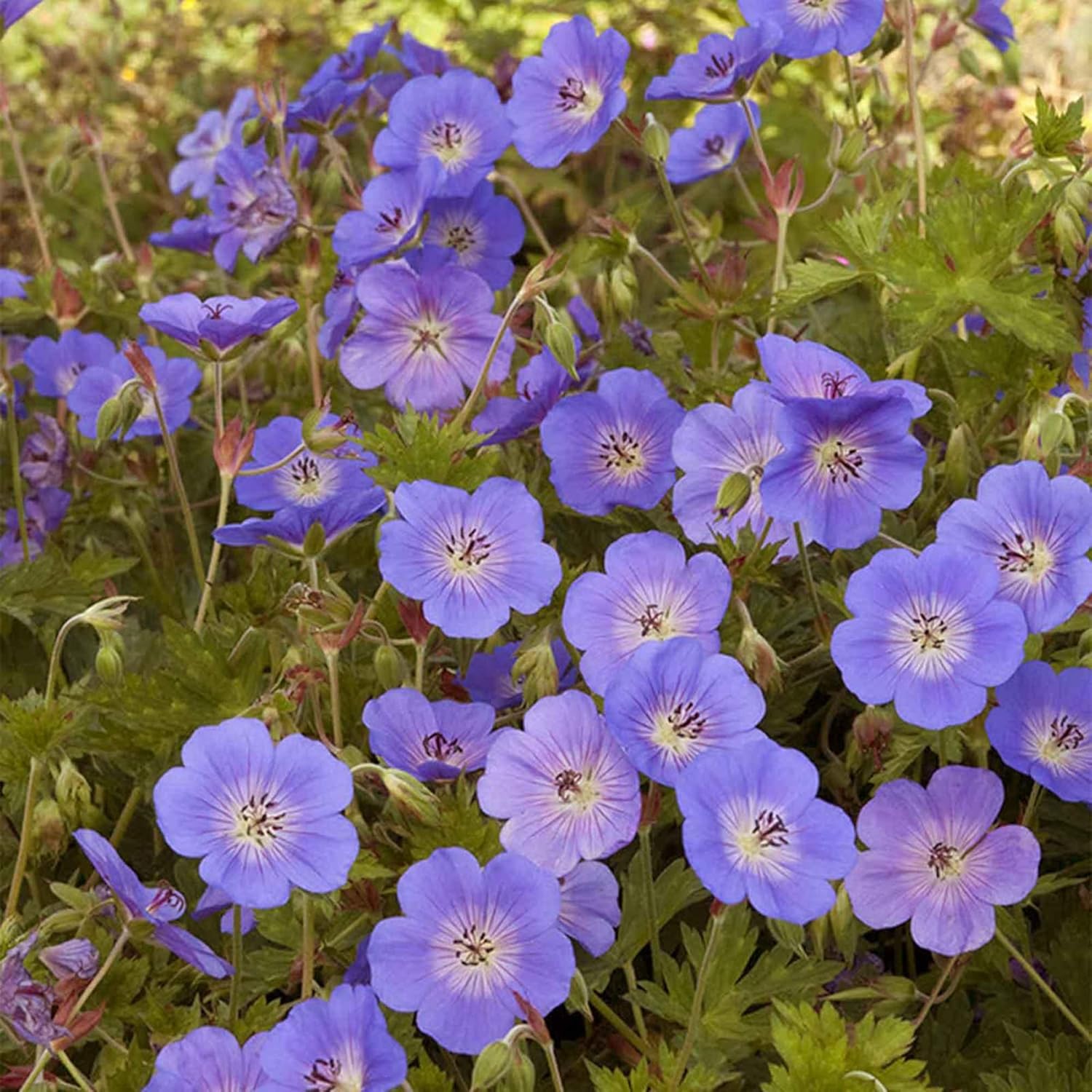 Geranium 'Rozanne' Seeds - Perennial, Long Blooming Period, Attracts Bees & Butterflies, Low Maintenance Ground Cover - 55 Pcs