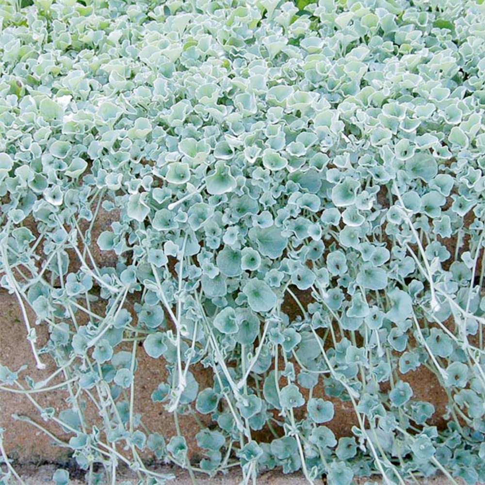 Kucus Dichondra Repens Silver Falls &amp; Emerald Falls Bodendeckersamen für Hängekörbe 