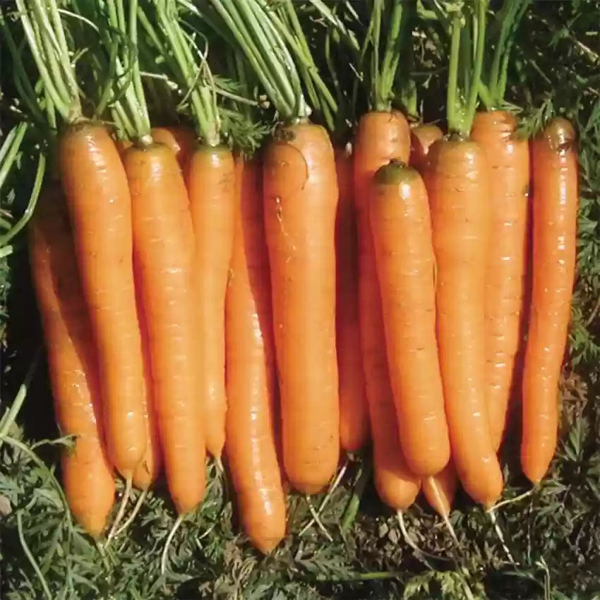 Yaya Carrot Seeds – Premium Quality, Sweet & Crisp Hybrid Carrots