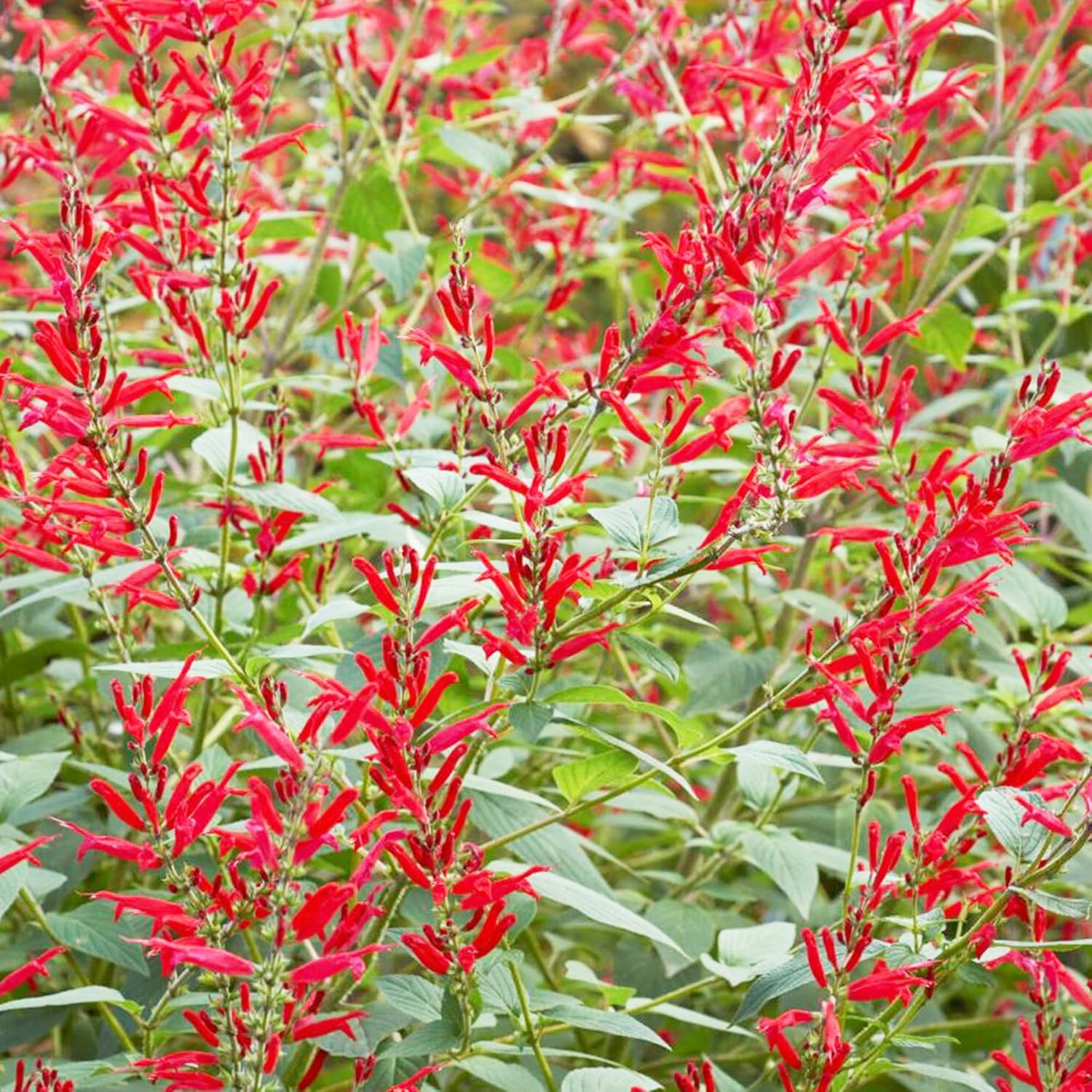 Pineapple Sage Seeds (Salvia Elegans) - Edible Leaves & Flowers, Attracts Hummingbirds, Fragrant, Perennial/Annual for Indoor/Outdoor Containers & Borders - 10 Pcs