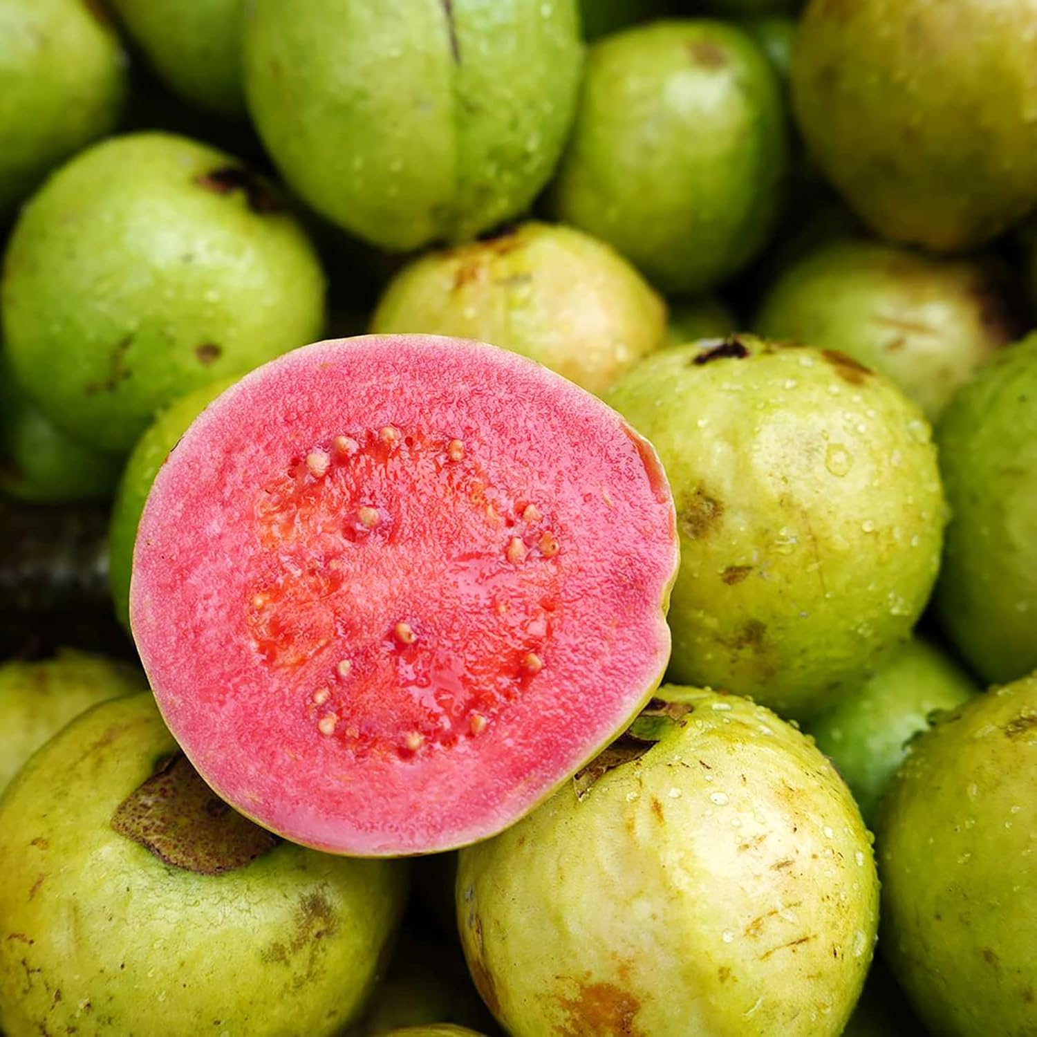 Guavensamen - Rote Psidium Guajava, süß duftende tropische Fruchtsamen, mehrjährig - 50 Stück