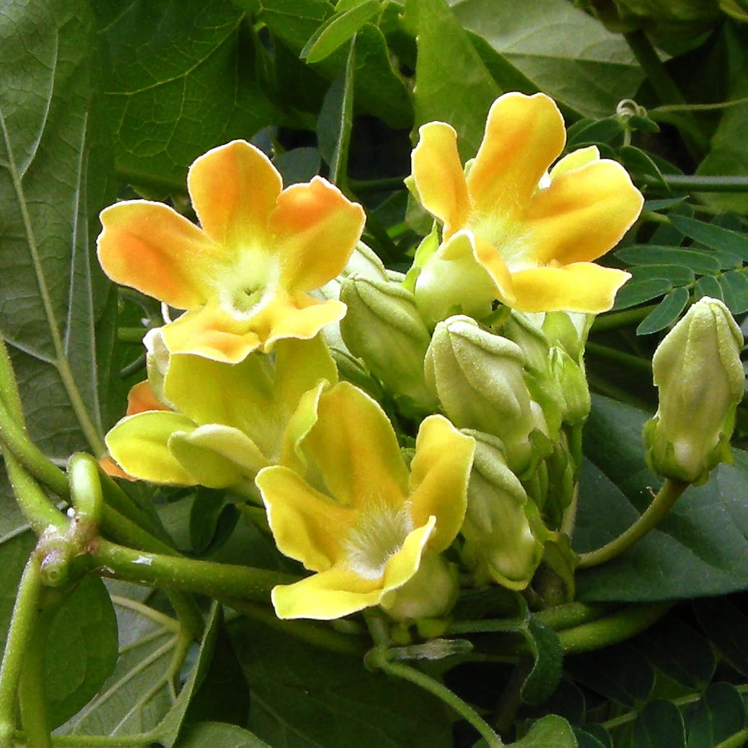 Telosma Cordata Samen - zieht Kolibris und Schmetterlinge an, essbare Spaliere und Zäune - Blumensamen