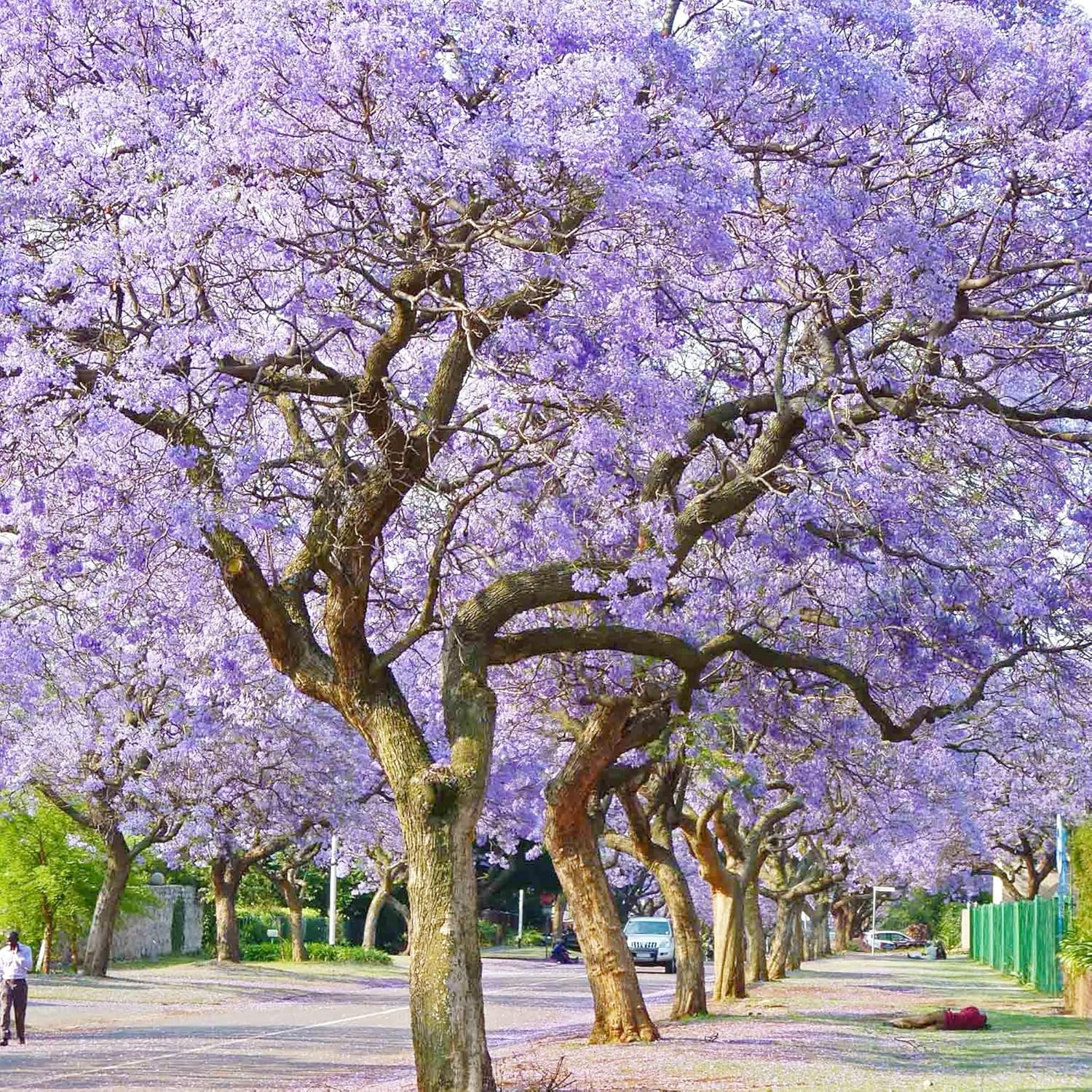 Blue Jacaranda Seeds (Jacaranda Mimosifolia) - Vibrant Blue Flowers, Drought-Tolerant, Low-Maintenance Shade Tree for Parks & Gardens - 30 Pcs