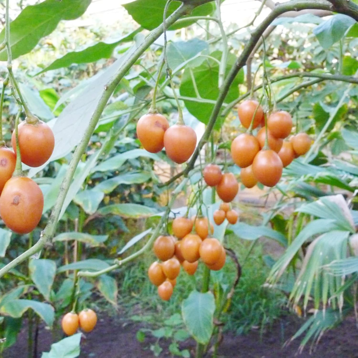 Solanum Betaceum Seeds (Tree Tomato, Tamarillo) - Perennial Herbaceous Shrub, Self-Pollinating, Outdoor Patio Fruit & Berries - 10 Pieces