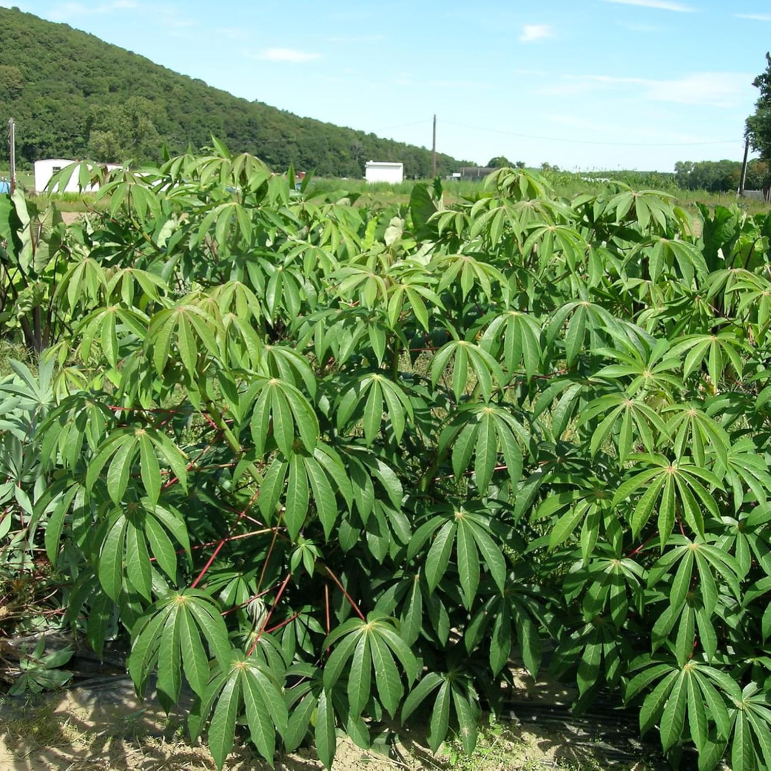 Cassava Seeds Manihot Esculenta for Planting- Yuca, Good Source of Carbohydrates, Ideal for Boiling, Frying, or Mashing