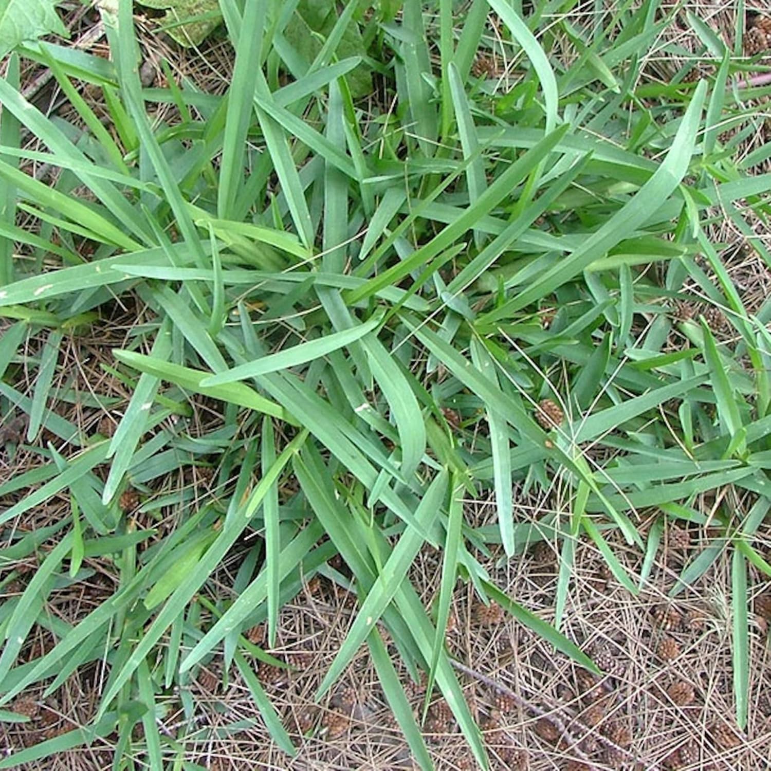 Büffelgrassamen - Bouteloua Dactyloides, mehrjährige Staude für die warme Jahreszeit, niedrig wachsender dichter Rasen, trockenheitsresistent, geringer Pflegeaufwand - 1 Unze (15.000 Samen)