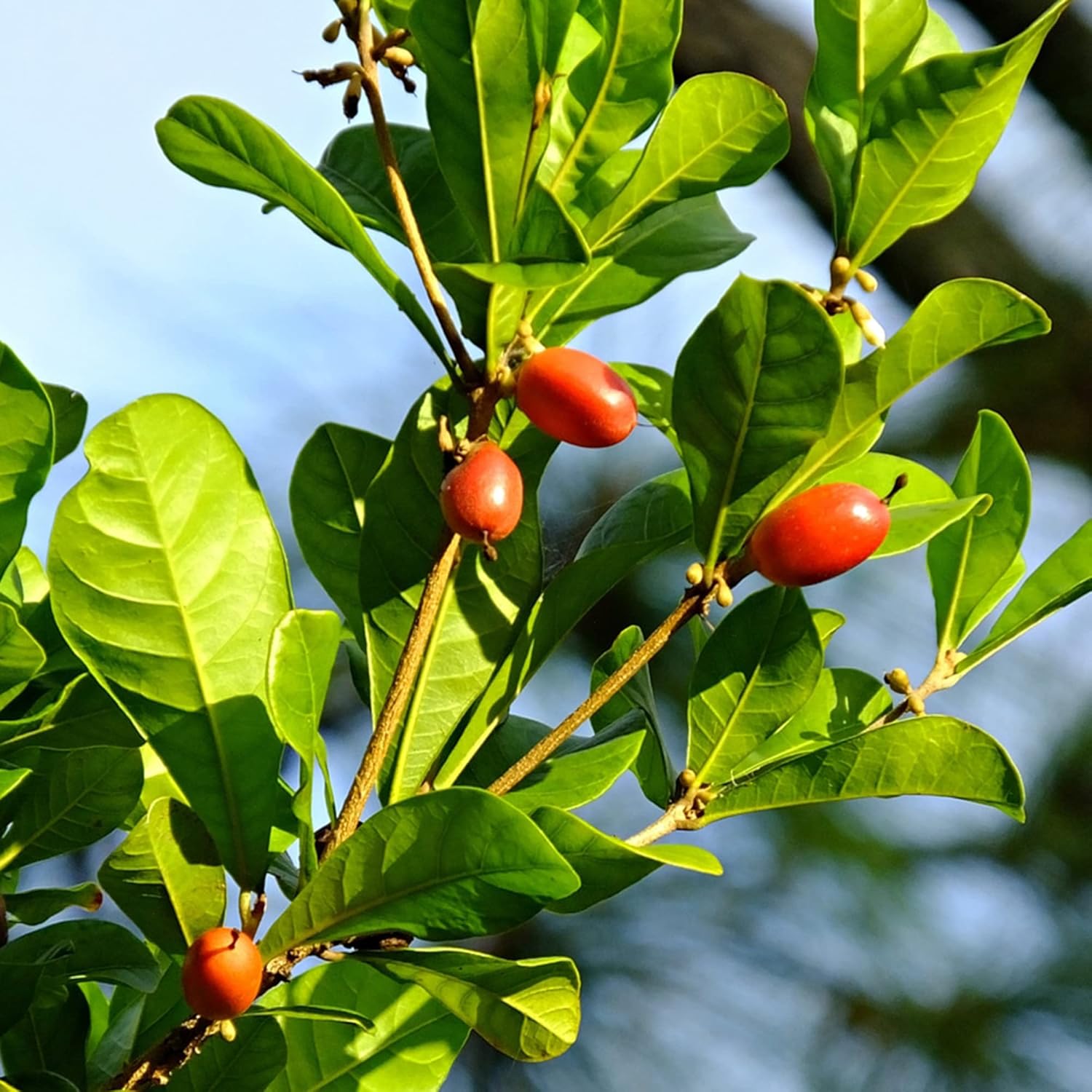 Synsepalum Dulcificum Seeds - Miracle Berry, Miracle Fruit Red Berries for Outdoor Growing - 30 Pcs